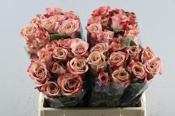 <h4>R Gr Cappuccino L 40</h4>