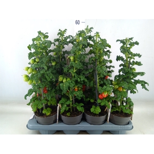 Solanum lycopersicum   ...