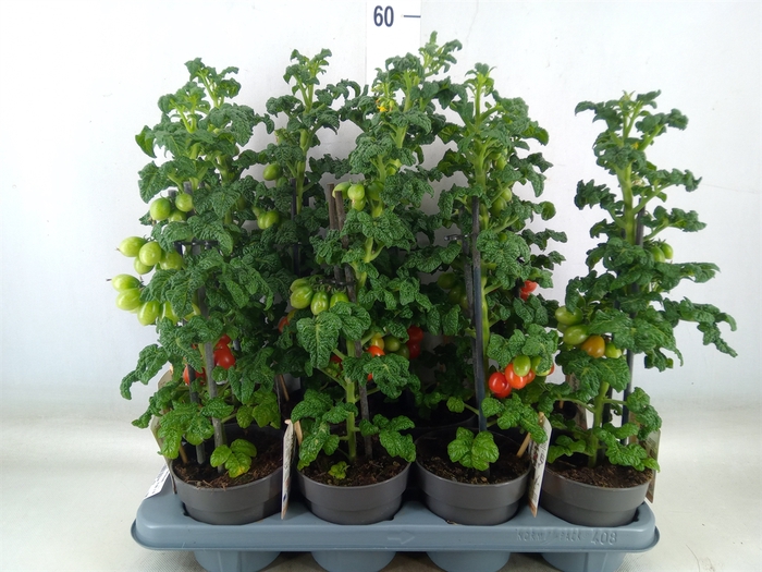 <h4>Solanum lycopersicum   ...</h4>