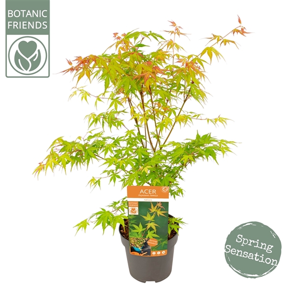 <h4>Acer palm. 'Katsura'</h4>