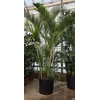 Chrysalidocarpus