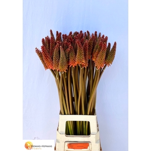 Kniphofia Alcazar Biemans
