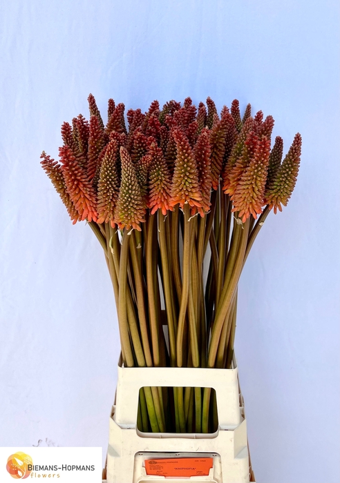 <h4>Kniphofia Alcazar Biemans</h4>