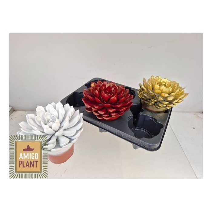 <h4>ECHEV MIRANDA</h4>