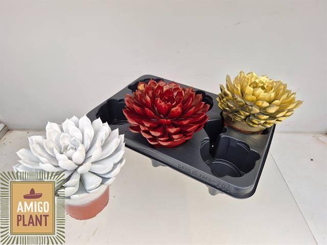 <h4>ECHEV MIRANDA</h4>