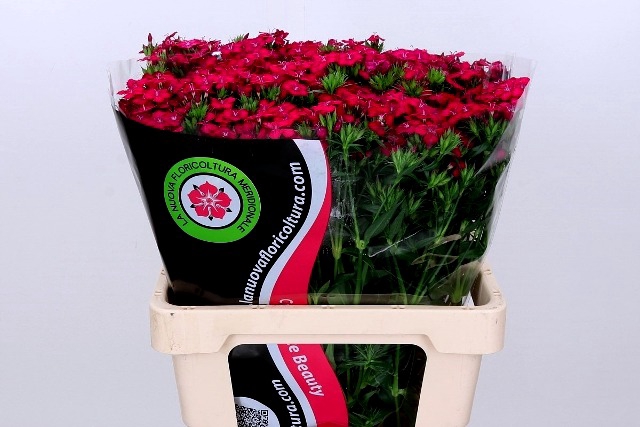 <h4>Dianthus Br Am Neon Cherry</h4>