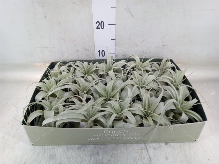 <h4>Tillandsia xerographica</h4>