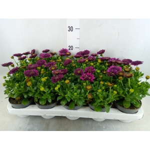 Osteospermum  'FlowPow Dbl Purple'