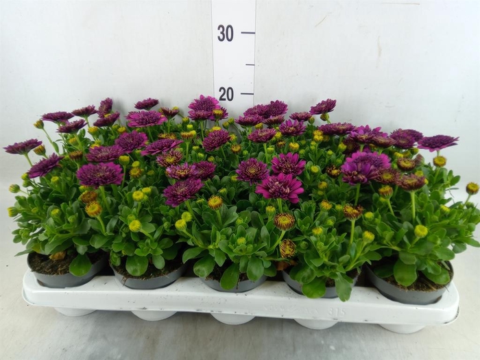 <h4>Osteospermum  'FlowPow Dbl Purple'</h4>