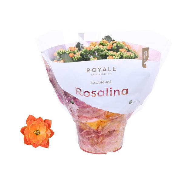 <h4>Kalanchoe Rosalina 15cm Royale Pedro oranje</h4>