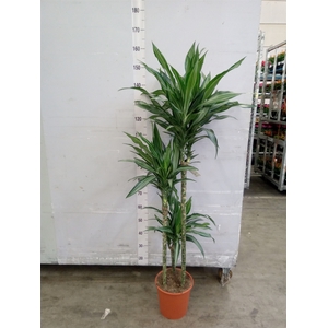 Dracaena fr de 'Ulises'