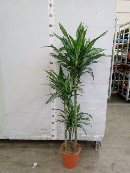 <h4>Dracaena fr de 'Ulises'</h4>