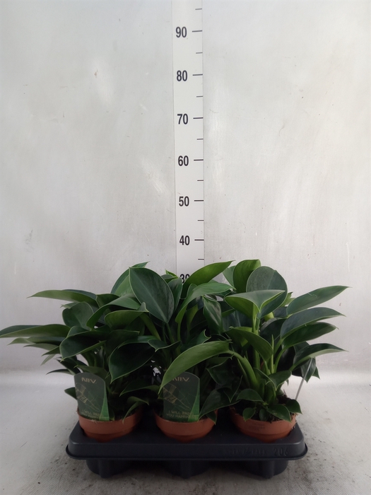 <h4>Philodendron  'Green Princess'</h4>