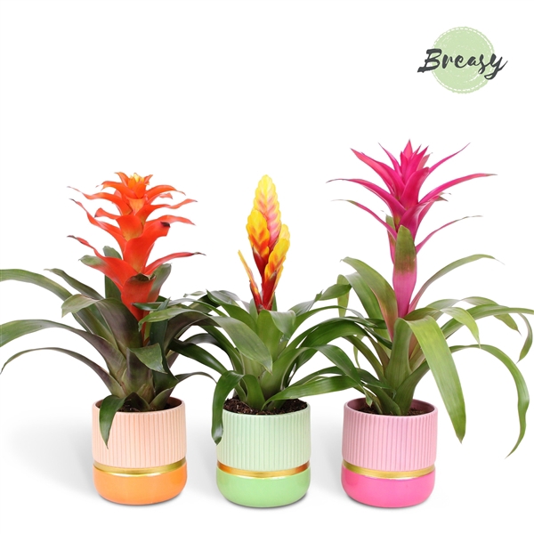 <h4>Mimesis Bromelia Happy - 12 cm in Jamaica</h4>