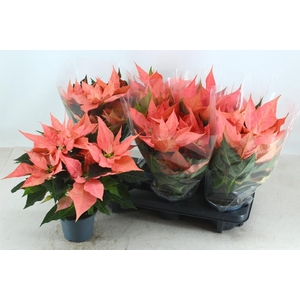 EUPHOR PULCHERRIM OV