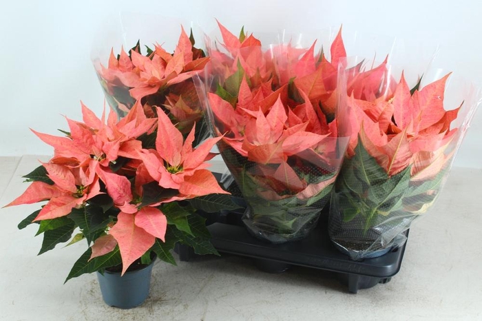 <h4>EUPHOR PULCHERRIM OV</h4>