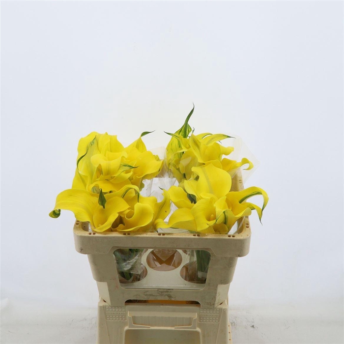 <h4>Calla Sunya</h4>