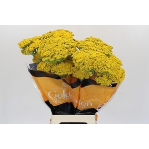 Achillea Golden Painted Prairi