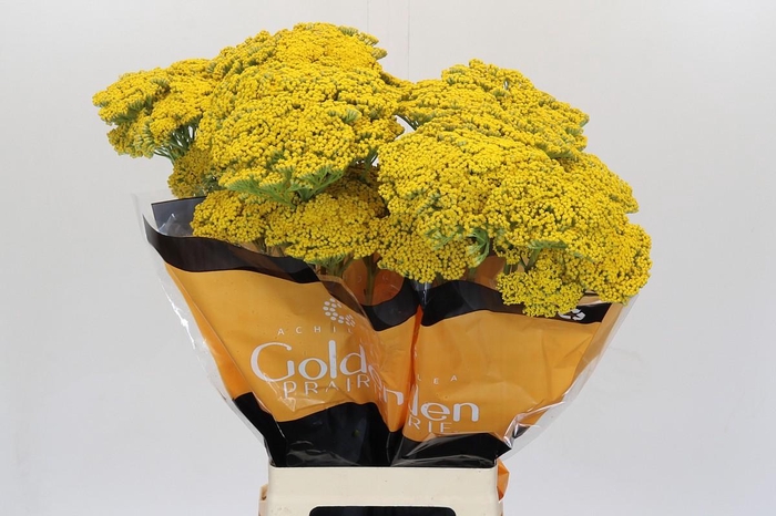 <h4>Achillea Golden Painted Prairi</h4>
