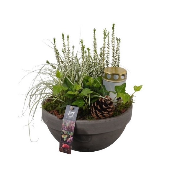 <h4>PTAH8639 Arrangement Allerheiligen in terracotta schaal</h4>