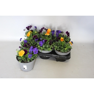 Viola cornuta 13 cm Mix 6 Blue-Orange-Violet
