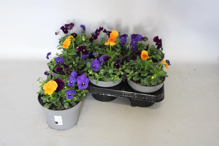 <h4>Viola cornuta 13 cm Mix 6 Blue-Orange-Violet</h4>