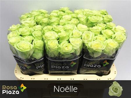 <h4>R Gr Noelle!</h4>