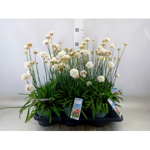 Armeria pseud. 'Ball White'