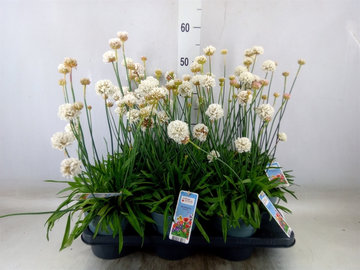 <h4>Armeria pseud. 'Ball White'</h4>