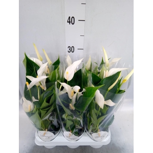 Anthurium  'Banderola Cava'