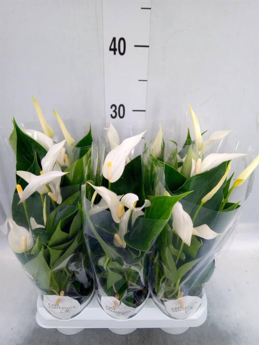 <h4>Anthurium 'Banderola Cava'</h4>