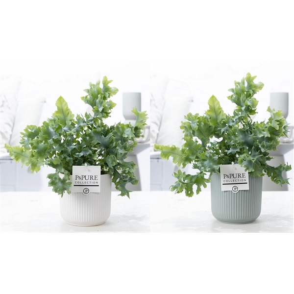 <h4>Phlebodium Davana in P&PURE Sophie ceramics ass. 2</h4>