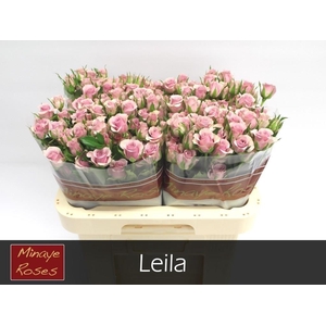 R TR LEILA