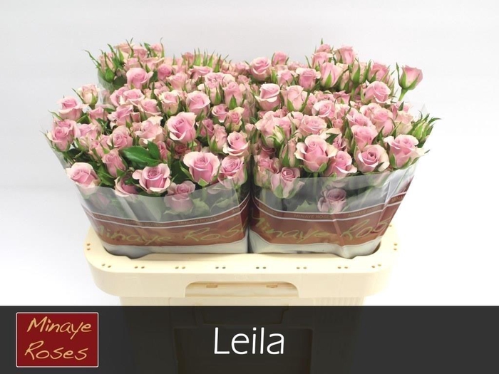 <h4>R TR LEILA</h4>