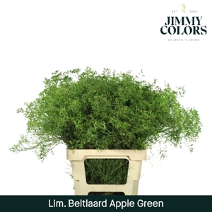 Lim Bel L70 Apple green