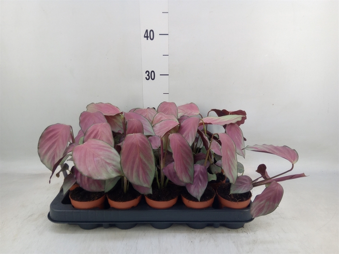 <h4>Planten   ...green L%</h4>