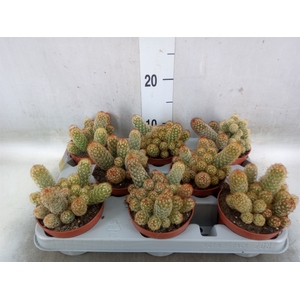 Mammillaria elongata