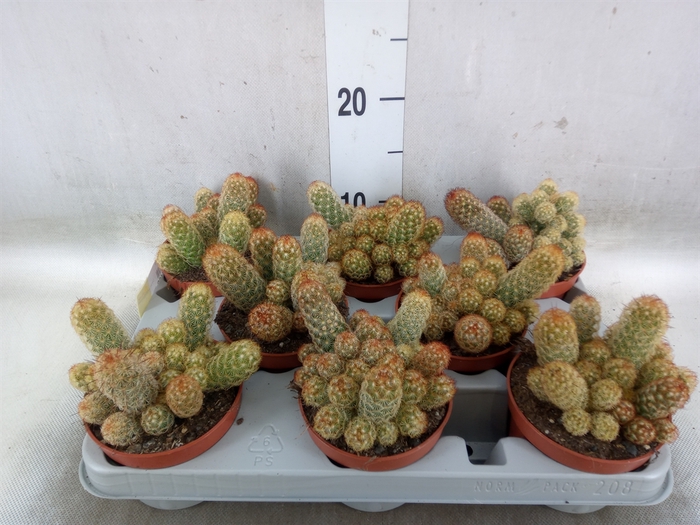 <h4>Mammillaria elongata</h4>