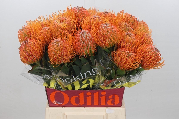 <h4>Nutans Soleil</h4>