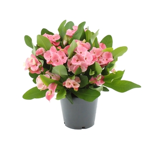 Euphorbia Milii 17 cm Charlotte in transparant sleeve