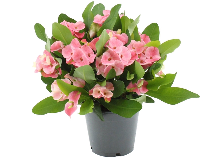 <h4>Euphorbia Milii 17 cm Charlotte in transparant sleeve</h4>