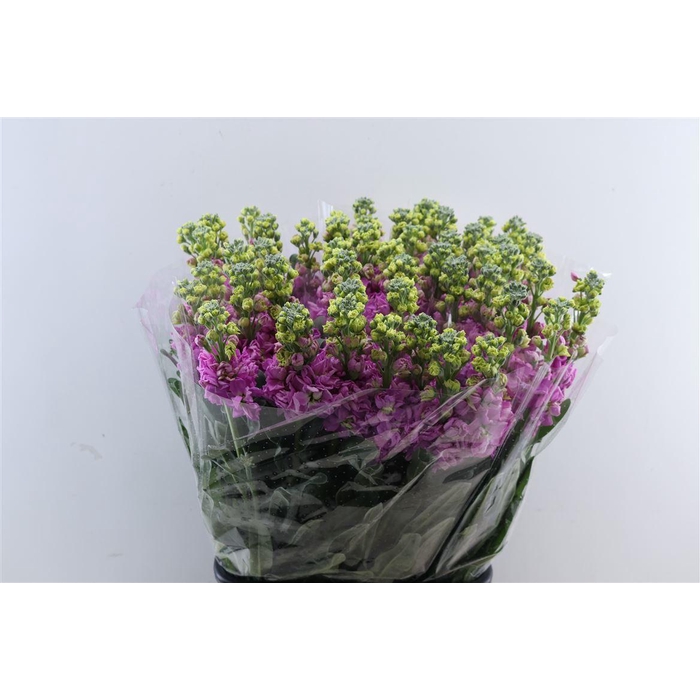 <h4>Matth Ov Pink</h4>