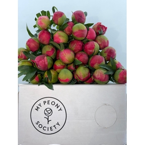 Paeonia Coral Sunset