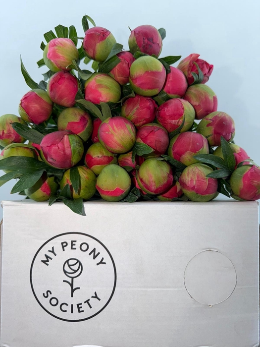 Paeonia Coral Sunset