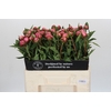 Paeonia Dr A Fleming