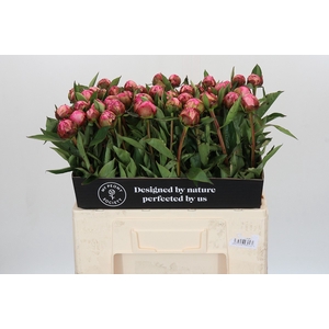 Paeonia Dr A Fleming