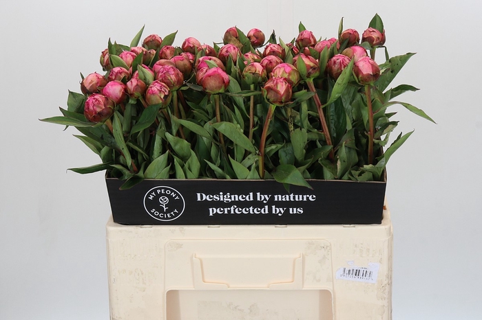 Paeonia Dr A Fleming