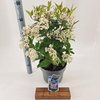 Viburnum Anvi