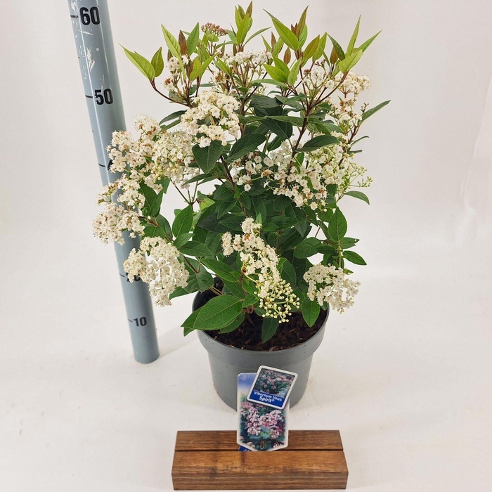 <h4>Viburnum Anvi</h4>