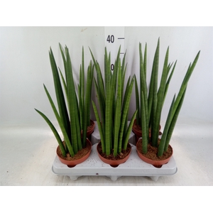 Sansevieria cyl.  ...